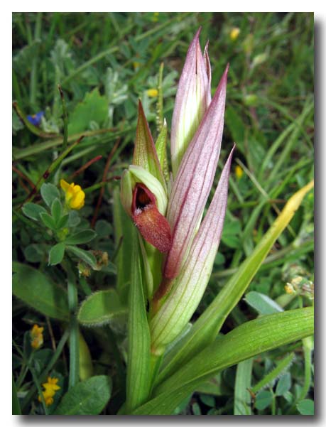 Serapias orientalis subsp. apulica, Serapias parviflora